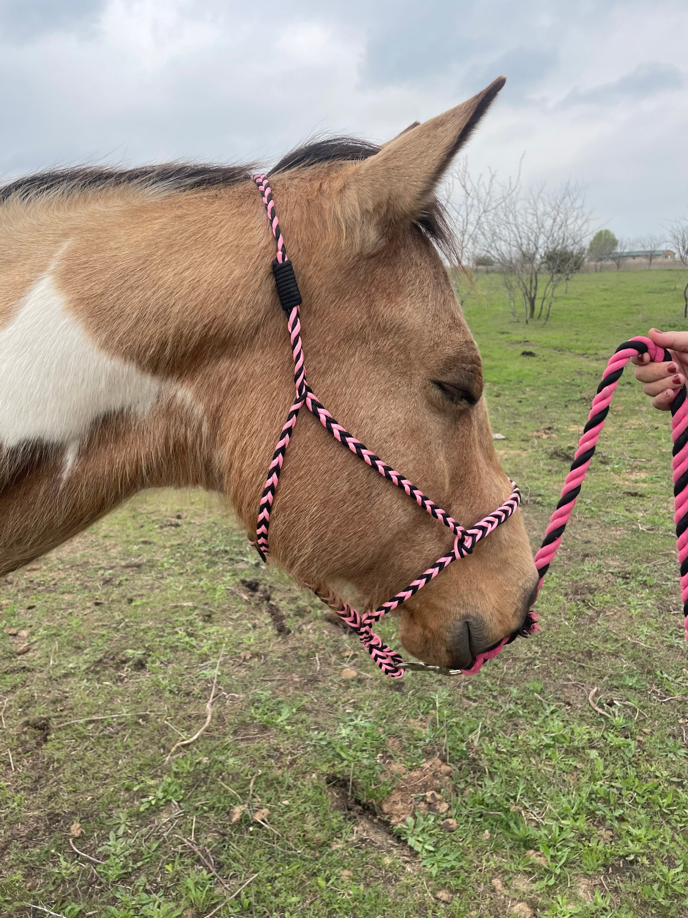 How to Make a Halter for a Horse Braiding Instructions PDF Etsy