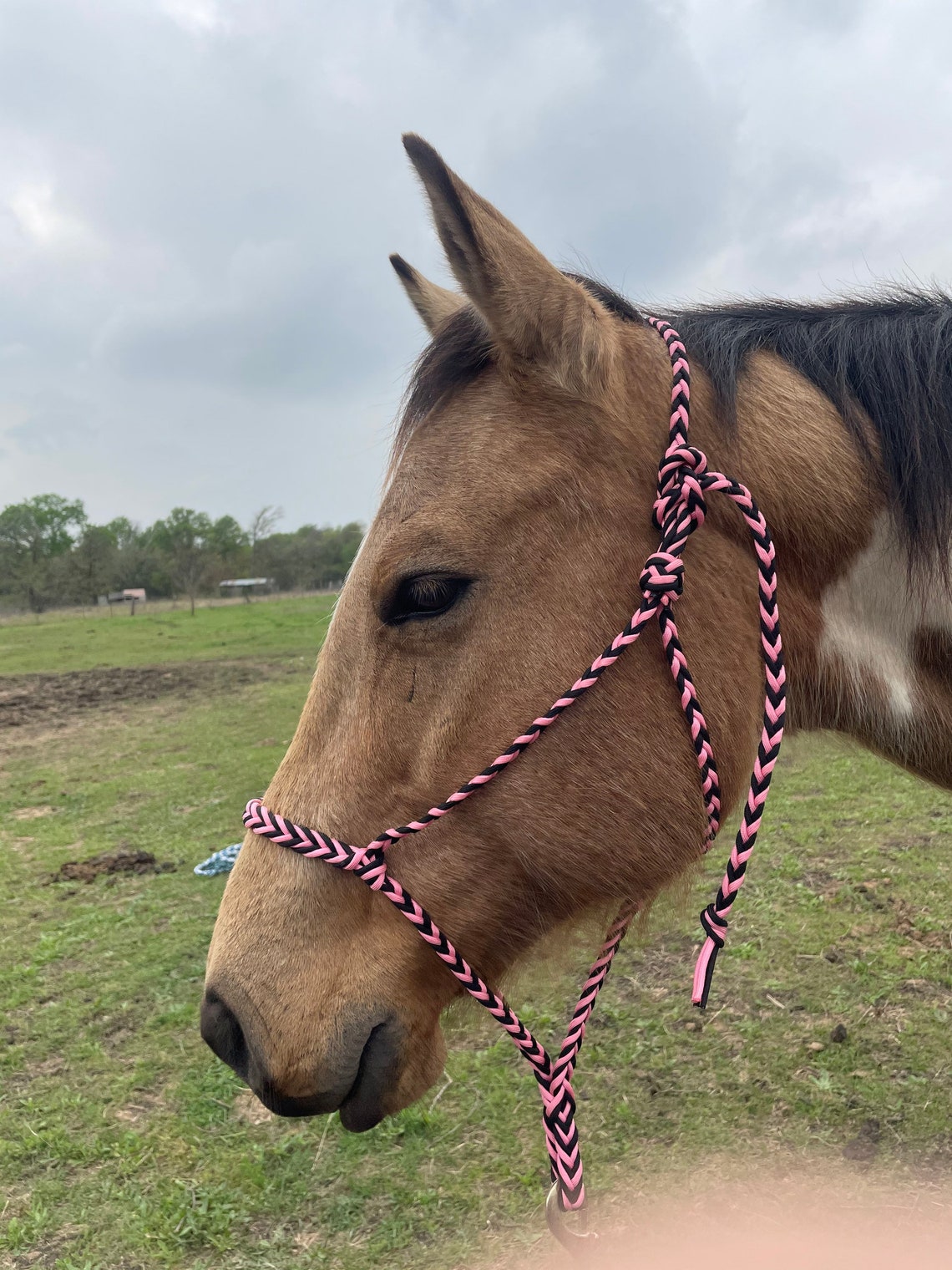 Paracord Horse Halter Custom rope halter style pink horse Etsy