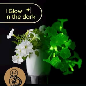 PRE-ORDER 2026 — ONE (1) Real Glowing Firefly Petunia — Live Bioluminescent Plant 5–6” Tall