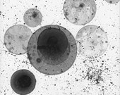 Print of my original abstract ink painting, ink bubble painting