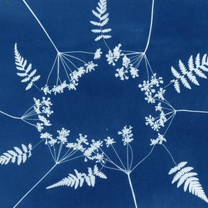 Texas wildflower and fern array - original cyanotype