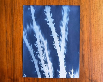 Big Bend ocotillo original cyanotype wall art - Texas botanical