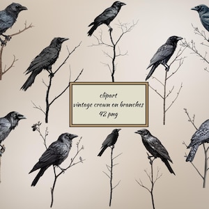 Crow on Branch Clipart Bundle, Raven PNG Set, Digital Vintage Bird, Gothic Art, Transparent Background Instant Download, Commercial Use