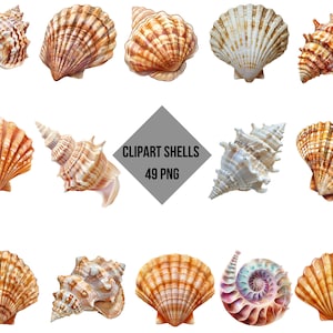 Set di clipart conchiglie - 49 PNG per progetti di design, scrapbooking e decorazioni, sfondo trasparente, download istantaneo di alta qualità