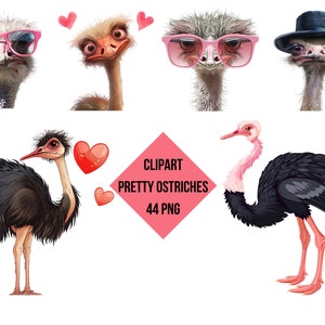 Clipart Pretty Ostriches | Pretty Ostriches PNG | Digital Print Pretty Ostriches | Transparent Background | High Quality Instant Download