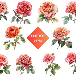 Clipart Rosen Bundle | Rosen PNG | Digitaldruck Hübsche Rosen | Transparenter Hintergrund | Kommerzielle Nutzung