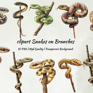 Coiled Snakes on Branches Clipart | Realistic Snake PNG Set |  Digital Nature Projects | Instant Download Commercial Use