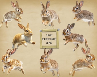 Realistic Rabbit Clipart: Bunny PNG Illustrations (Commercial Use)