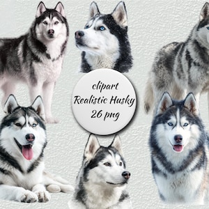 Siberian Husky Clipart – Realistic Husky Dog Illustrations – Winter Dog Art – Transparent Background – Instant Download - Commercial Use