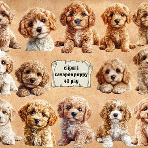 May include: A collection of 12 adorable cavapoo puppies in various poses. The puppies are all brown and white with fluffy fur. The image is labeled "clipart cavapoo puppy 43 png".