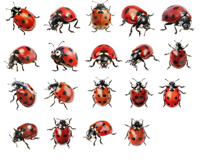 Multiple Ladybug Clipart Ladybugs | Ladybugs PNG | Digital Print Ladybugs | Transparent ...