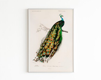 Vintage Peacock Illustration Print, Gallery Wall Prints, Antique bird painting poster, Chinoiserie Home Decor, Printable Wall Art