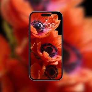 Bright Red Poppy Flower Phone Wallpaper | iPhone Wallpaper | Floral Wallpaper | Aesthetic Phone Lock Screen | Apple Watch Background