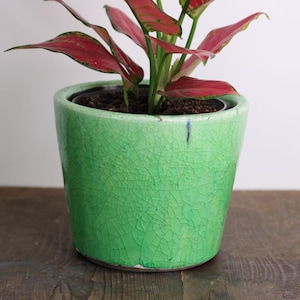 May include: A houseplant with red and green foliage in a light green ceramic pot. The pot has a crackle glaze effect. The pot is on a dark wooden surface. The plant pot is approximately 15 cm in diameter.