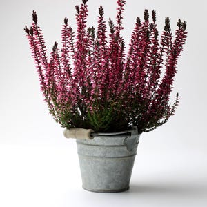 May include: A heather plant in a galvanized metal bucket. The plant has pink flowers and green foliage. The bucket has a wooden handle. The overall aesthetic is rustic and simple.