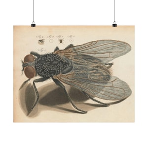 Vintage Fly Art by Adam Wolfgang Winterschmidt, 1760