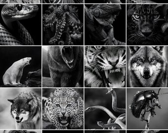 Op de afbeelding: Een collage van zwart-wit afbeeldingen met verschillende dieren, waaronder een kat, een zebra, een duif, een slang, een octopus, een kameleon, een luipaard, een ijsbeer, een beer, een tijger, een wolf, een luipaard, een slang, een kever, een slang, een kikker, een struisvogel en een kameleon.