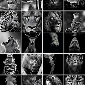 Fichier en niveaux de gris / Images de gravure laser 3D / Images de gravure laser HD / Illusion 3D / Gravure en relief / Animaux 8k