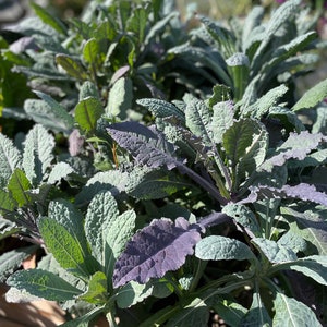 Kale, Dinosaur Kale, Beautiful Green and Purple, Leafy Greens, Kale Photo, Kale, Digital Photo