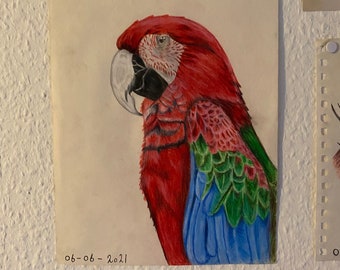 Parrot drawing wall art - digital download