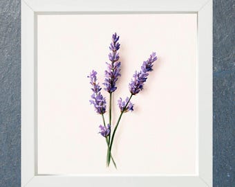 Lawendowy wydruk akwarelowy, botaniczna sztuka ścienna, fioletowe kwiaty lawendy, wystrój domku letniskowego