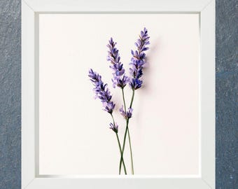 Botaniczny wydruk akwarelowy z lawendą, fioletowa kwiatowa dekoracja ścienna, dekoracja ogrodu wiejskiego