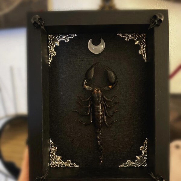Escorpión grande real (Heterometrus cyaneus) bajo marco con adornos góticos y luna de cristal // taxidermia, entomología, insectos, curiosidad