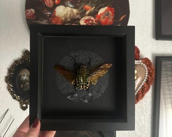 Beautiful spread out beetle with open wings in a black square frame // entomology, cabinet of curiosities, dark decor