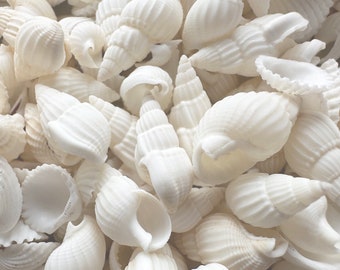 7oz/200 g Small Size White shell and conch.  Small White Shell.  Shell with Slits for Crafts and Jewelry Making.  Small shells for craft