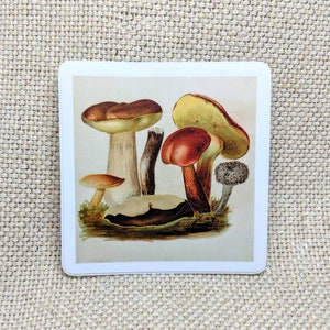 Mushroom Sticker / Fungi Sticker / Vinyl Sticker / Vintage Image / Phone Sticker / Laptop Sticker / Mushrooms Gift