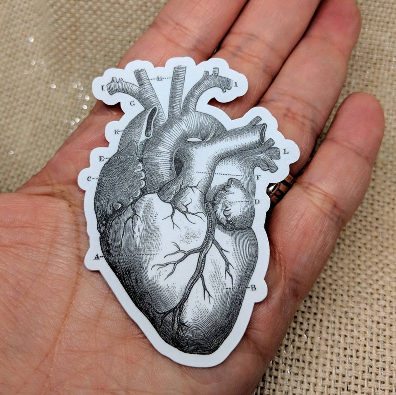 Anatomical Heart Sticker / Bumper Sticker / Vinyl Sticker / Etsy