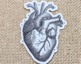 Anatomical Heart Sticker / Bumper Sticker / Vinyl Sticker / Vintage Image / Phone Sticker / Laptop Sticker / Vintage Heart / Halloween