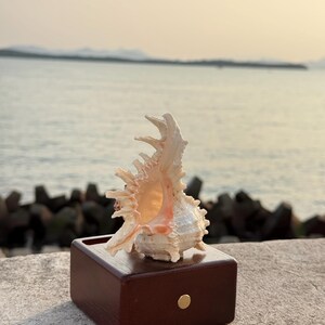 May include: A white seashell with a spiky, intricate design sits on a dark brown wooden box with a gold knob. The seashell is positioned on a gray concrete surface.