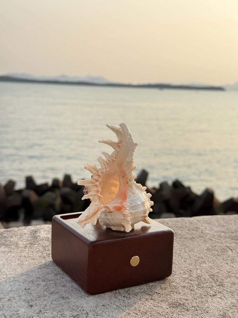 May include: A white seashell with a spiky, intricate design sits on a dark brown wooden box with a gold knob. The seashell is positioned on a gray concrete surface.