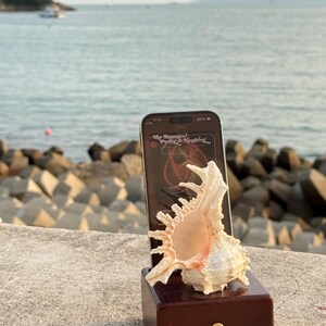 May include: A seashell phone stand with a brown wooden base. A smartphone is in the stand, displaying a music album cover with the text "The Essential Patsy &  Linda" on a screen.