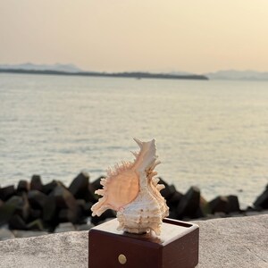 May include: A seashell with a spiky, intricate design sits on a wooden box with a brass button. The seashell is a light pink color and the box is a dark brown color. The background is a blurry image of a body of water and a distant shoreline.