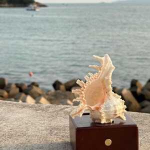 May include: A large, white seashell with a pink interior sits on a dark brown wooden base. The seashell is on a gray concrete surface with a blurred background of a body of water and a small island.