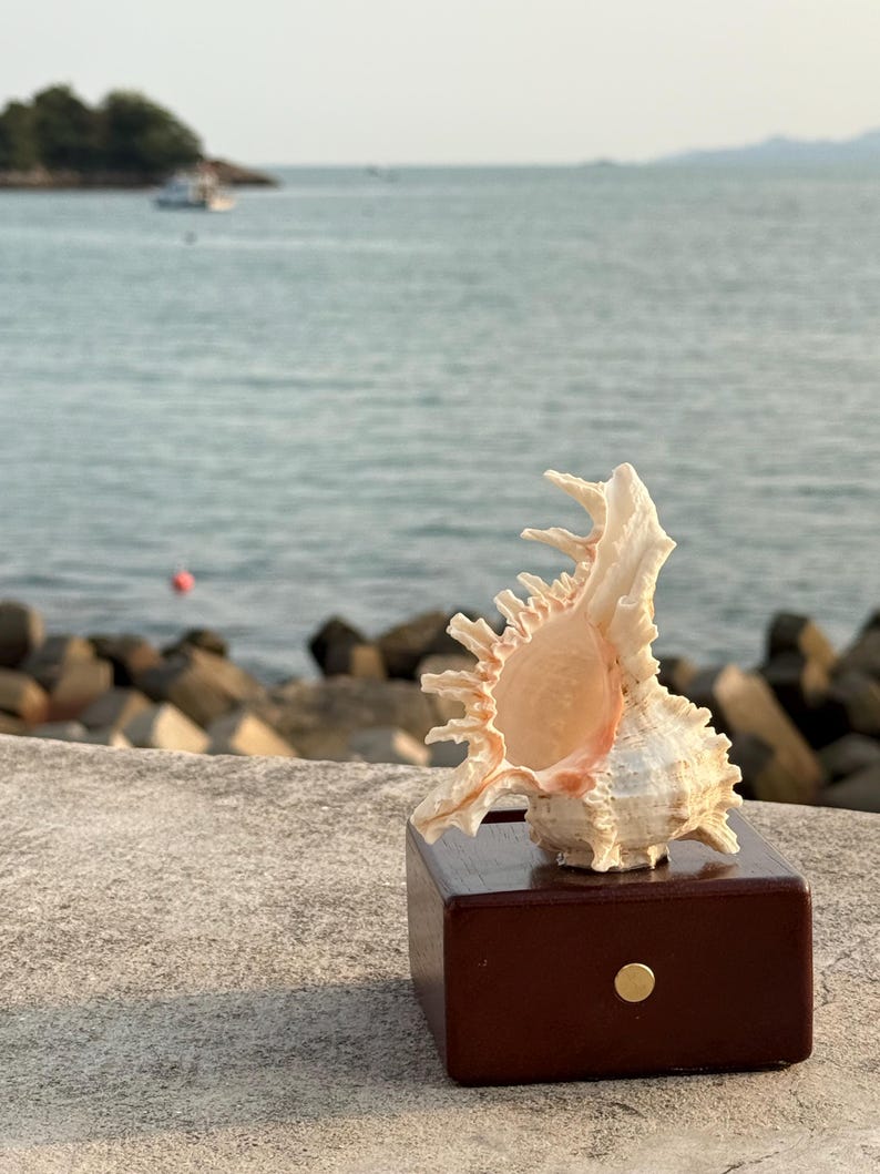 May include: A large, white seashell with a pink interior sits on a dark brown wooden base. The seashell is on a gray concrete surface with a blurred background of a body of water and a small island.