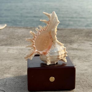 May include: A large, white seashell with a spiky, intricate design is displayed on a dark brown wooden stand. The stand has a gold metal accent on the front.