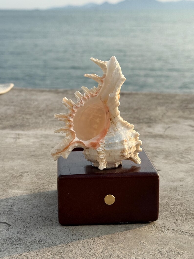 May include: A large, white seashell with a spiky, intricate design is displayed on a dark brown wooden stand. The stand has a gold metal accent on the front.