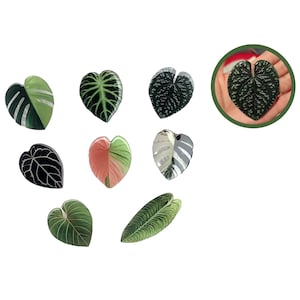 May include: A collection of ten heart-shaped green and white leaves, some with pink accents. The leaves are arranged in a heart shape on a white background.