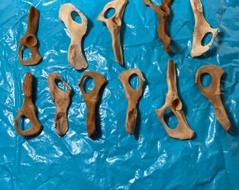 May include: Twelve brown animal bones with holes in them, arranged on a blue plastic surface.