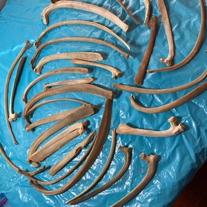May include: A collection of weathered, off-white animal bones, including curved ribs and other skeletal fragments, are scattered on a blue surface. The bones vary in size and shape, with some appearing more intact than others.