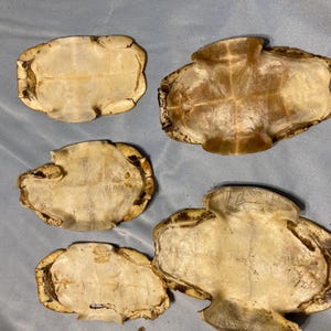 5 Pieces Real Red Eared Slider Turtle Shell Bellies #4745 - Etsy