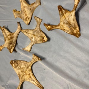 5 pieces real snapping turtle shell bellies #4740
