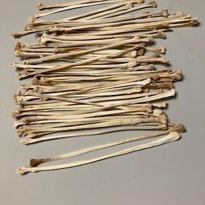 50 coyote fibula leg bones for crafts or resale #8000