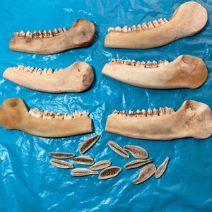 6 real deer mandible (jaw bones) Knife handles with bolsters  #1400