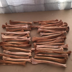 40 coyote tibia leg bones for crafts or resale #791