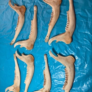 8 real deer mandible (jaw bones)  #1285
