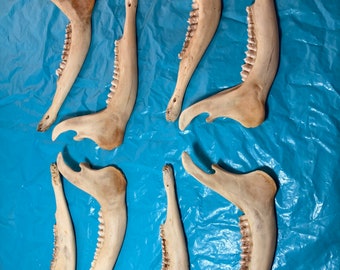 May include: Seven white animal jawbones with teeth on a blue surface. The jawbones are arranged in a staggered pattern.